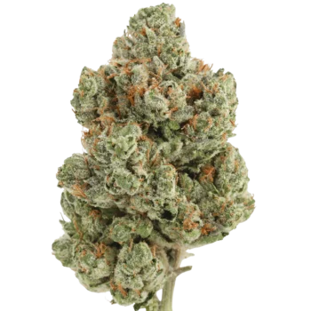 Blackberry Diesel Punch